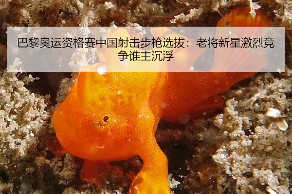 巴黎奥运资格赛中国射击步枪选拔：老将新星激烈竞争谁主沉浮